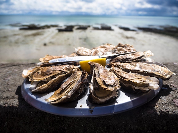 Oysters on the bay of Arcachon 