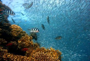 Port-Cros sea life