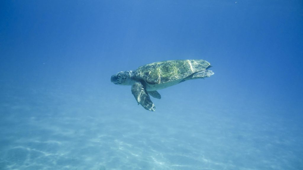 Erfüllen Sie sich einen Traum und gehen Sie vor der Insel Marathonisi mit Meeresschildkröten schwimmen!