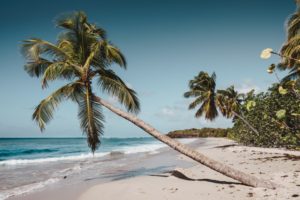 Palm Trees and Beach in Martinique