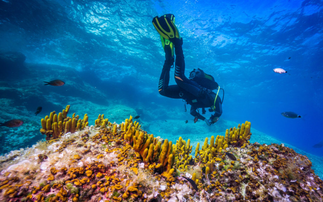 Scuba diving charters & boat trips in Mallorca