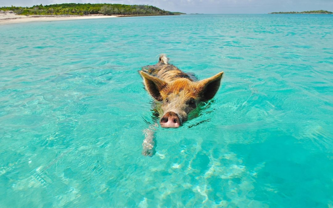 Boat trips and local excursions in the Bahamas