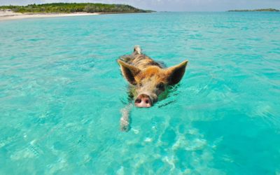 Boat trips and local excursions in the Bahamas