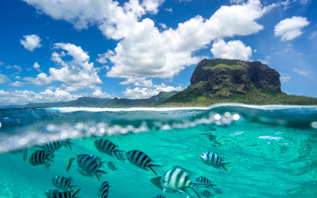 Book a guided fishing trip in the Bahamas