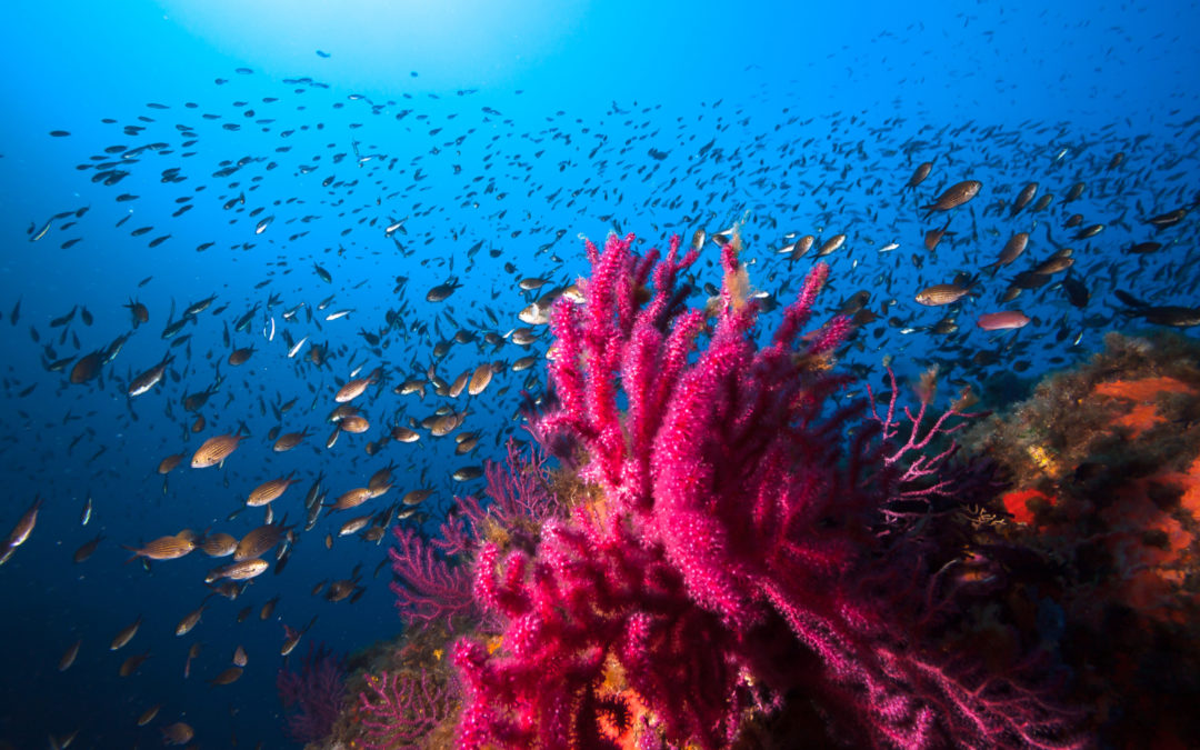 Scuba Diving Charters & Boat Trips in Sardinia