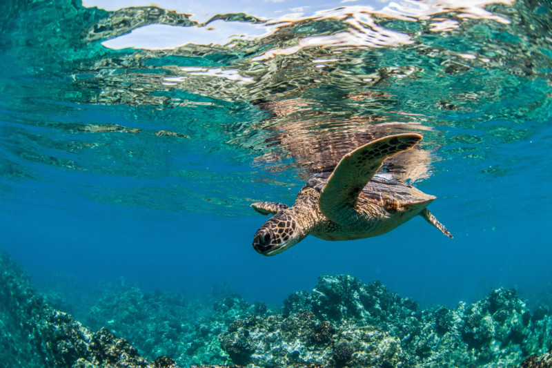 Sea turtle swimming near a coral reef