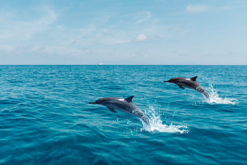 Dolphins jumping at the sea surface