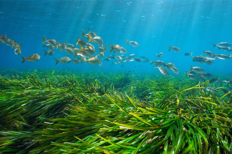 Seagrass meadow with a school of fish