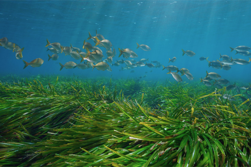 Mediterranean seagrass meadow essential for marine biodiversity